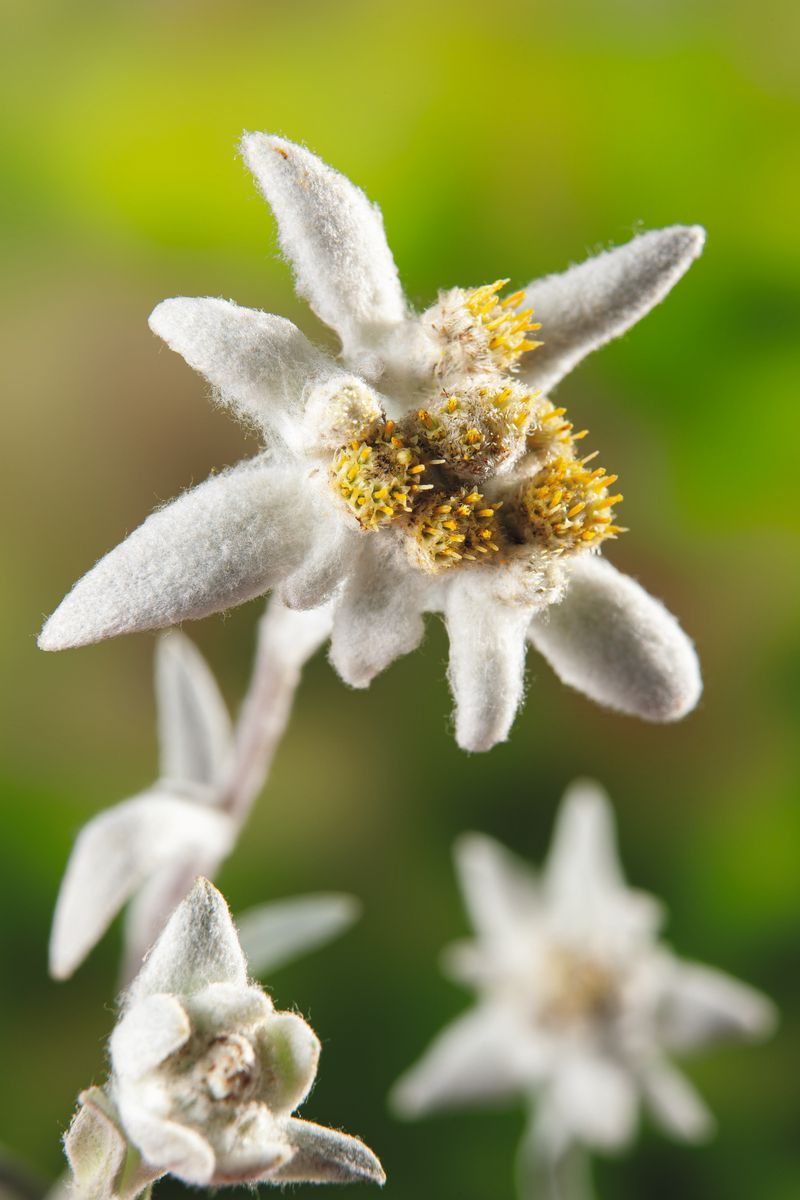 Edelweiss Mignon