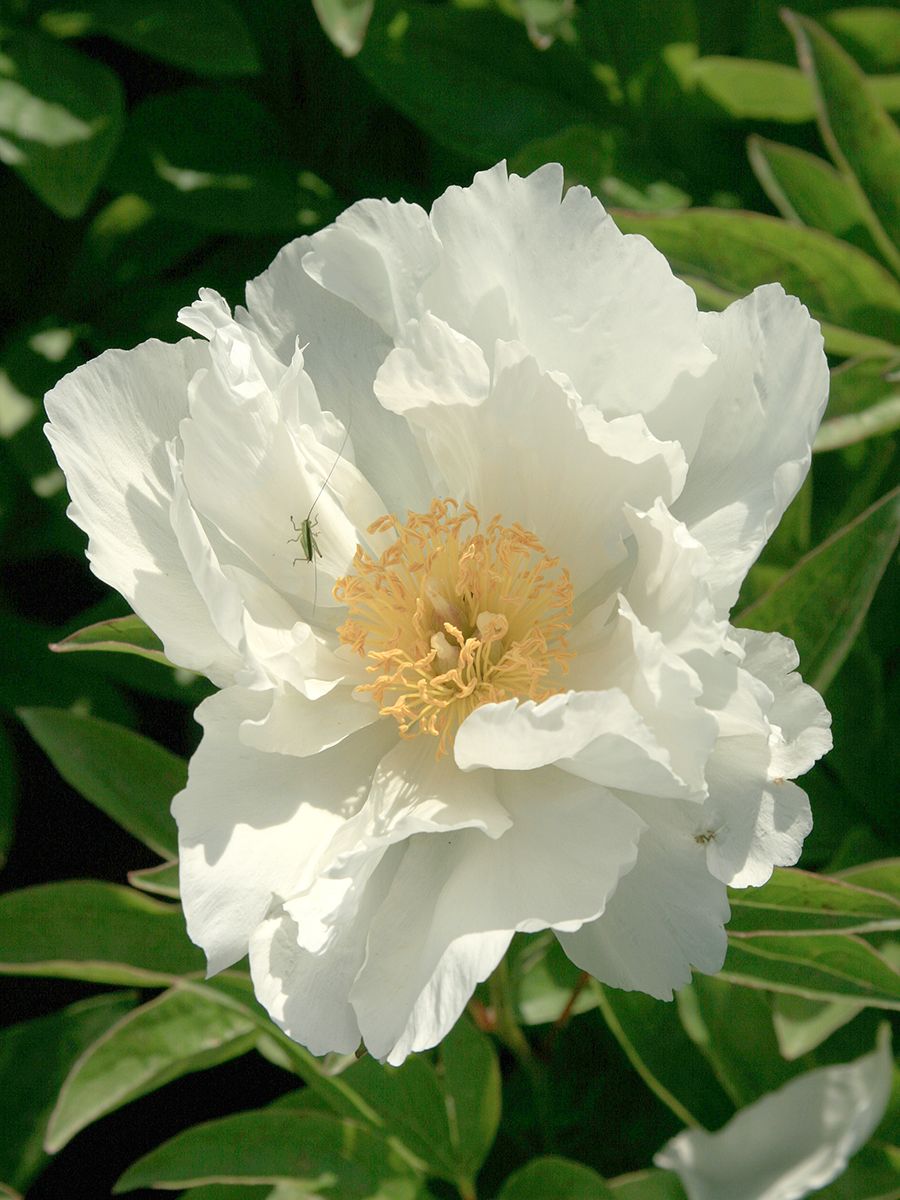 Pfingstrose Krinkled White
