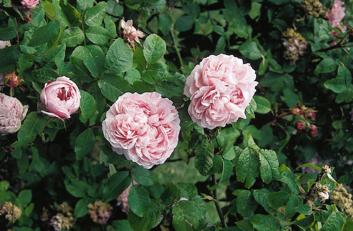 Jacques Cartier Strauchrose/Historische Rose (anspruchslos, sehr starker Duft) Jacques Cartier Strauchrose/Historische Rose (anspruchslos, sehr starker Duft)
