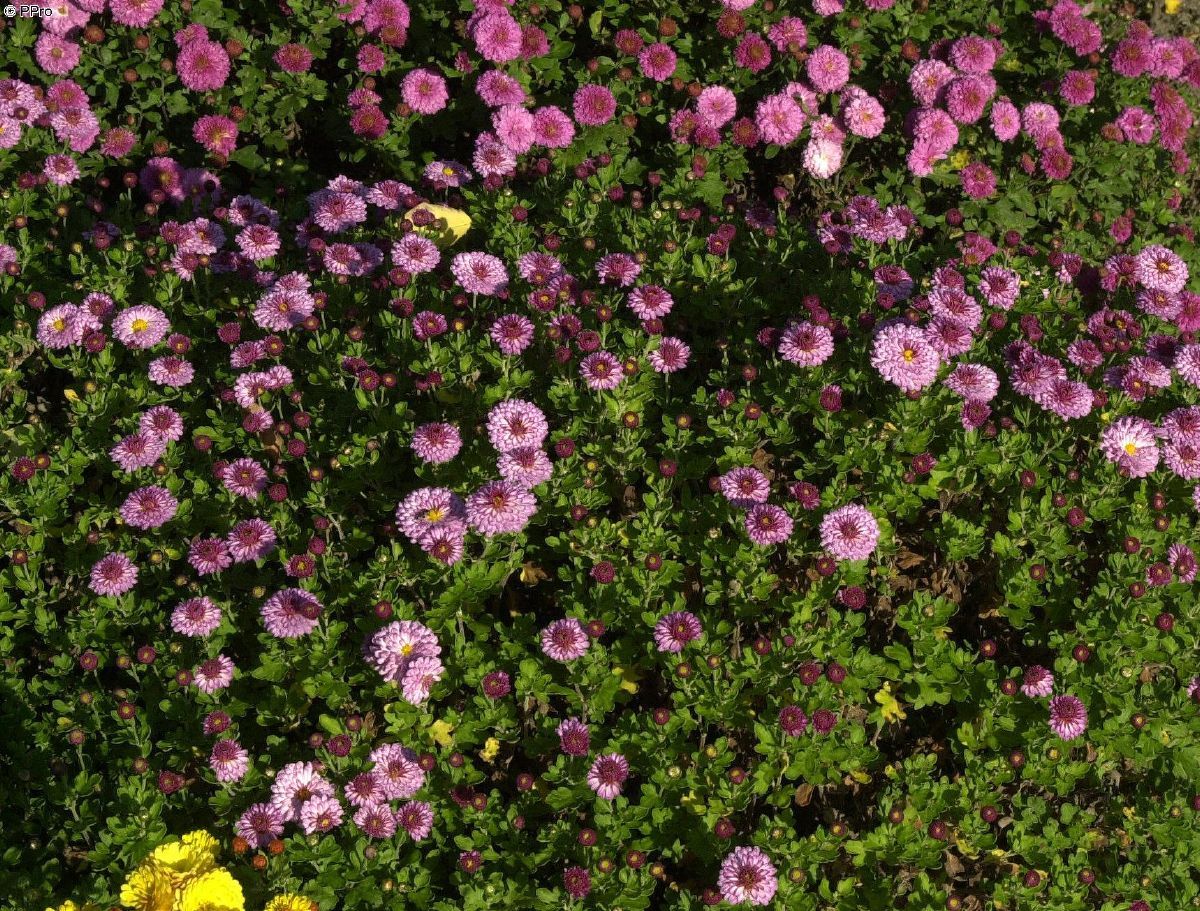 Winteraster Mei-kyo