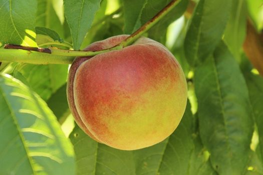 Grosse Mignonne Pfirsich Grosse Mignonne Pfirsich