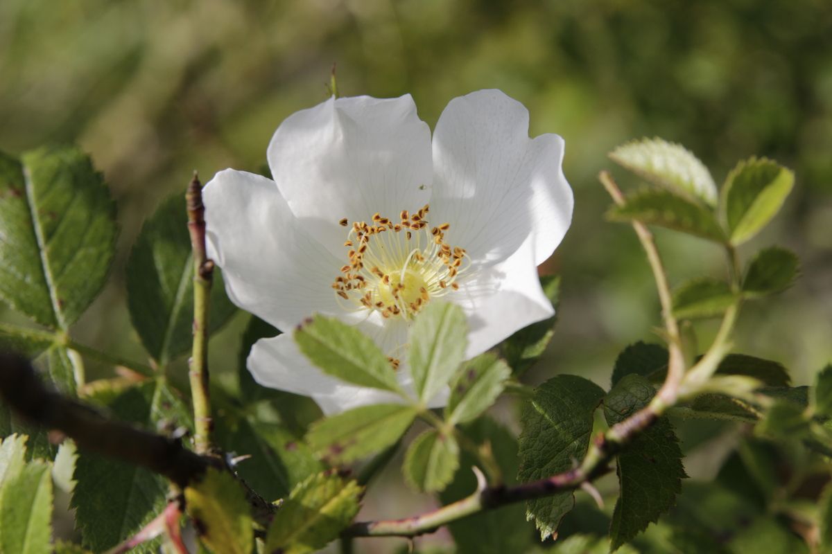 Ackerrose (Feldrose)