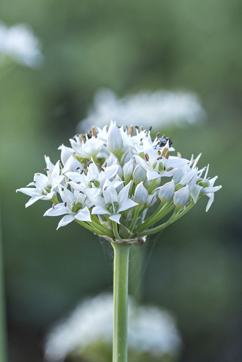 Schnittknoblauch Schnittknoblauch