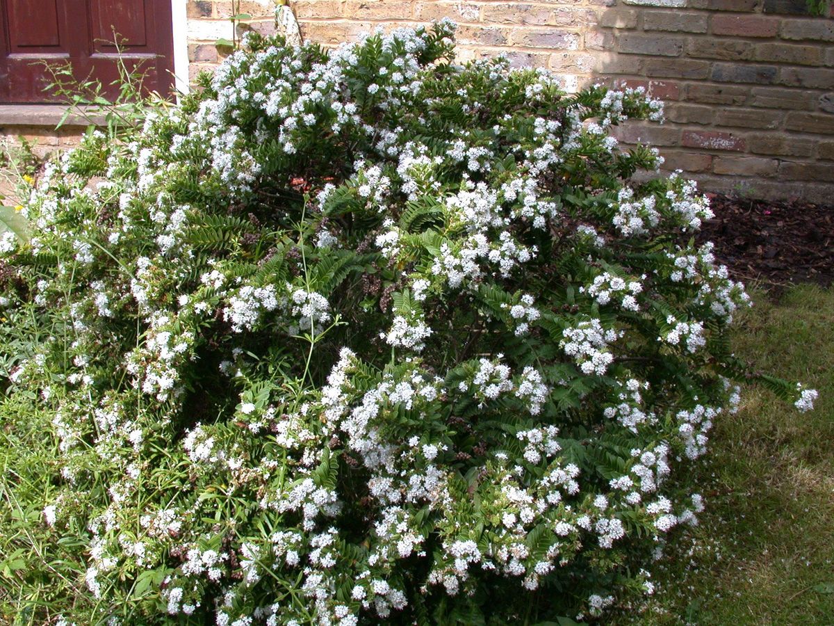 Strauchveronika Strauchveronika