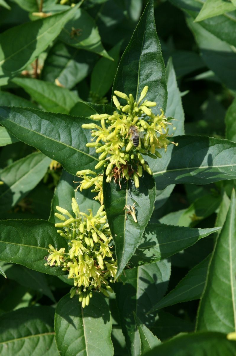 Buschgeissblatt Buschgeissblatt