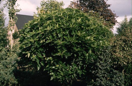Maulbeerbaum Nana Issai