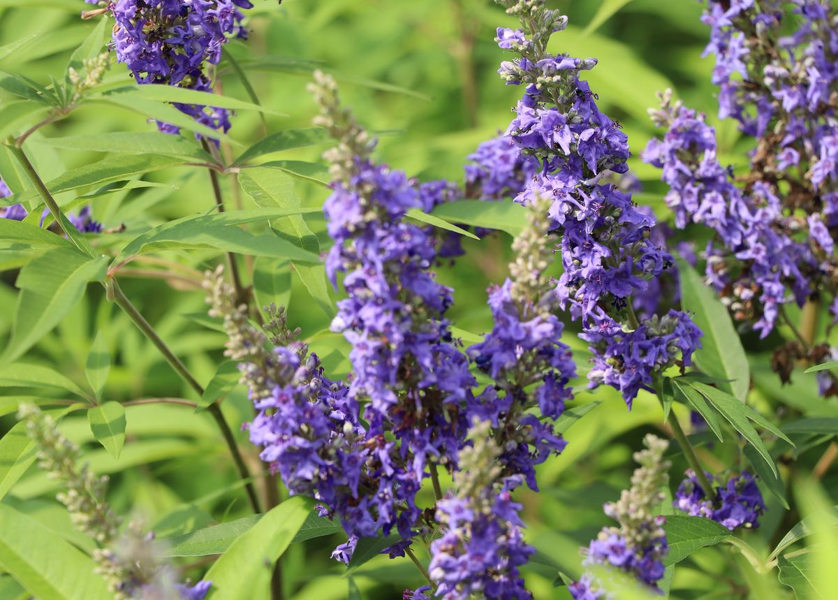 Mönchspeffer Delta Blues®