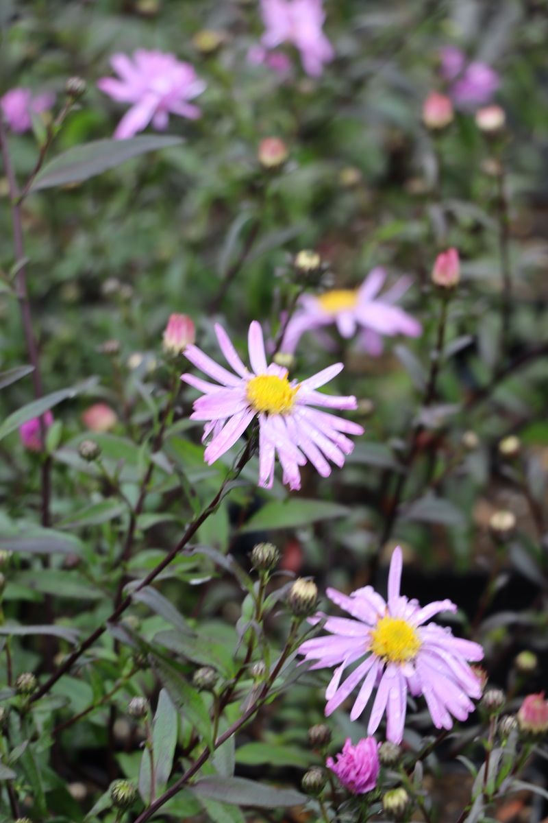 Glatte Aster Glow in the Dark