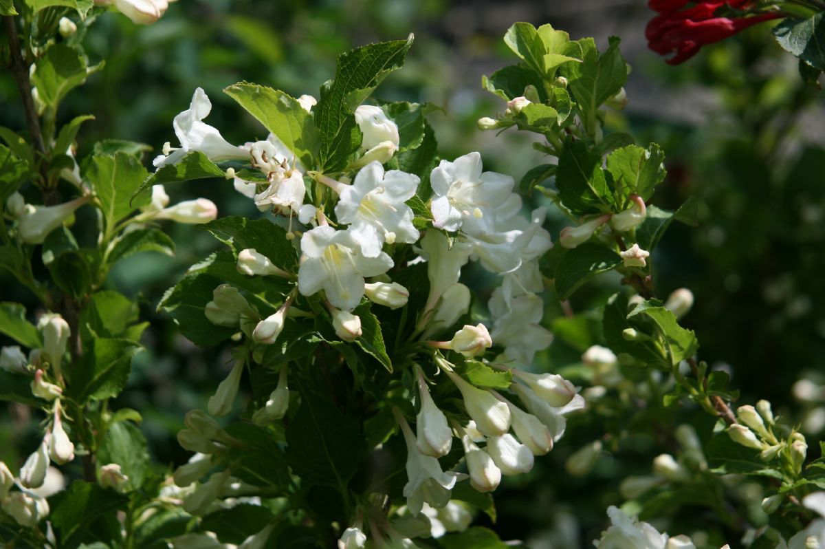 Weigelie Snowflake, Weigela Snowflake Hauenstein AG