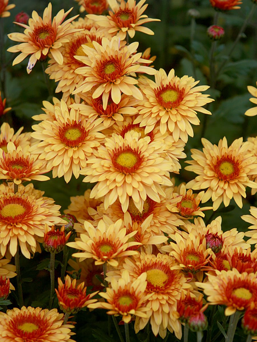 Winteraster Beppie Bronze