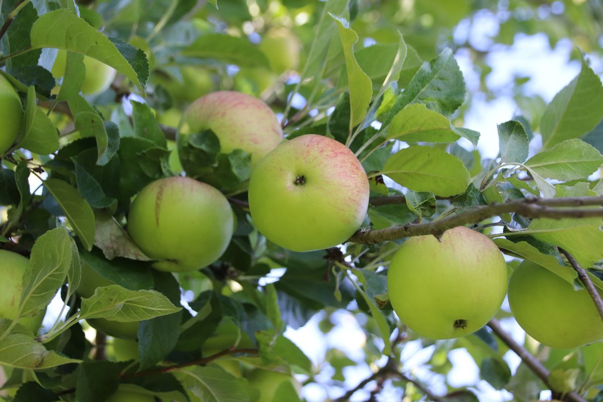 Apfel-Mostobstsorte Heimenhofer