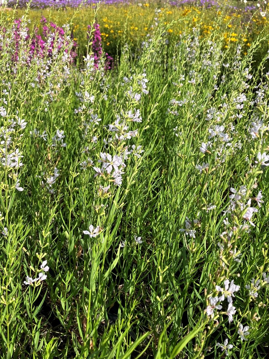 Weisser Blutweiderich White Swirl