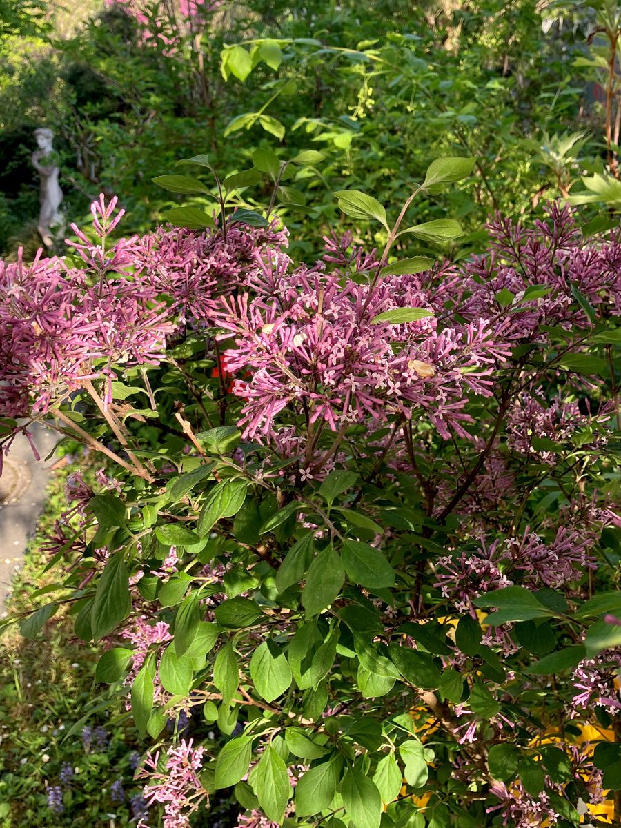 Zwergflieder Lillifee® Zwergflieder Lillifee®