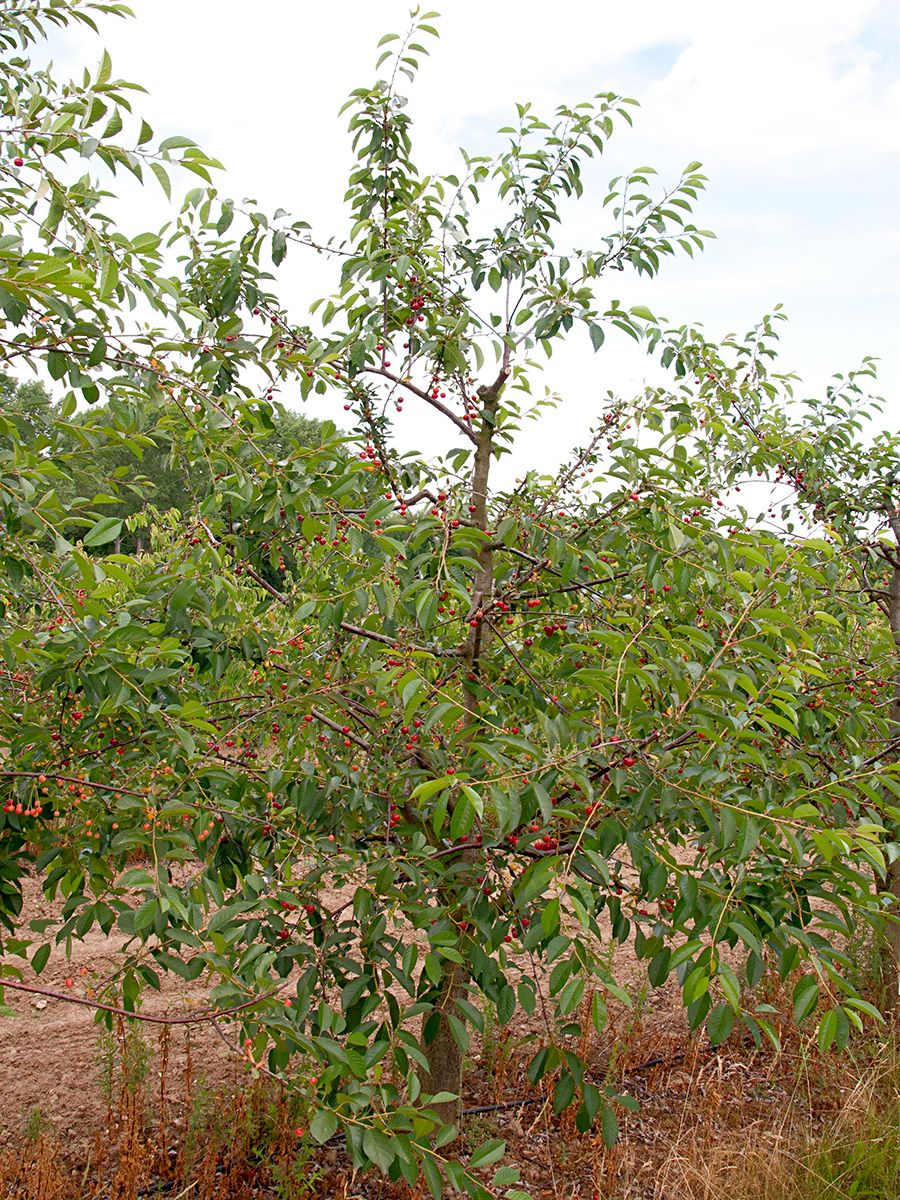 Prunus | Hauenstein Stella Kirsche AG Stella selbstfruchtbar), (anspruchslos,