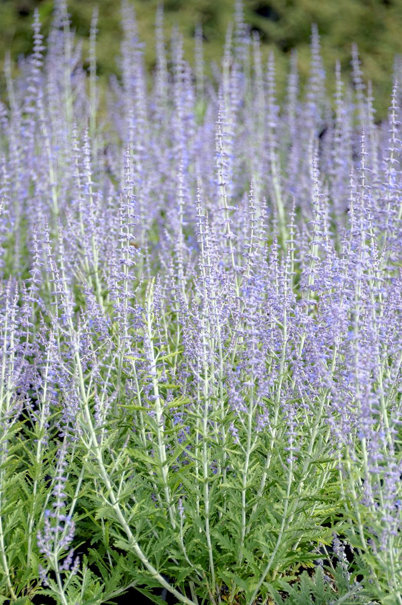 Silberstrauch Lacey Blue® (Lisslitt)
