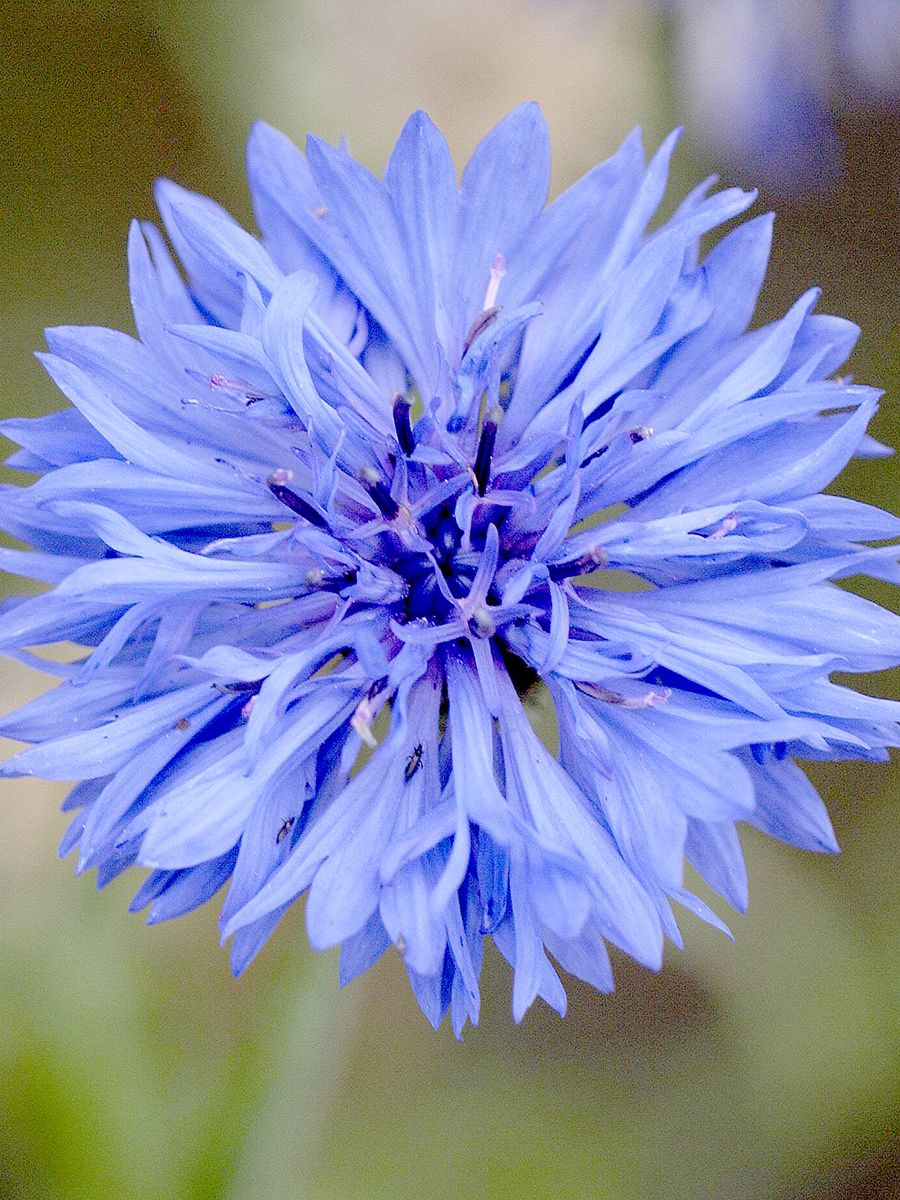 Kornblume