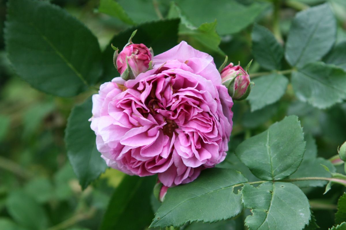 Louise Odier Strauchrose/Historische Rose (starker Duft)