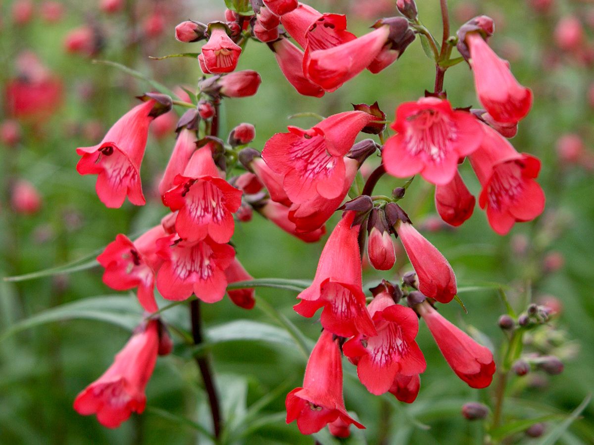 Bartfaden Schoenholzeri
