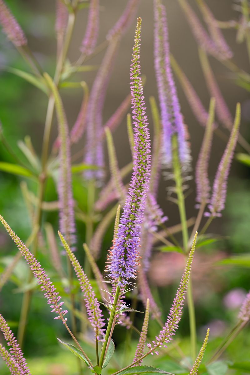 Virginischer Ehrenpreis Fascination