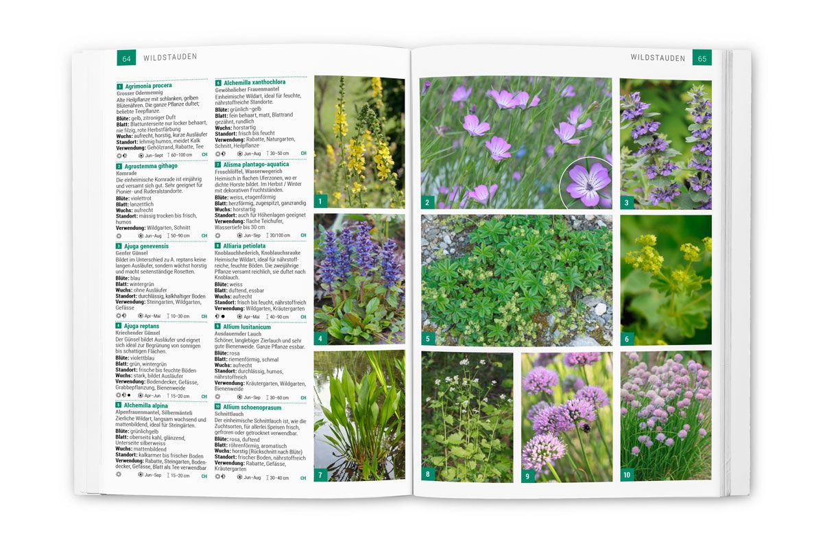 Fachbuch Wildpflanzen Hauenstein