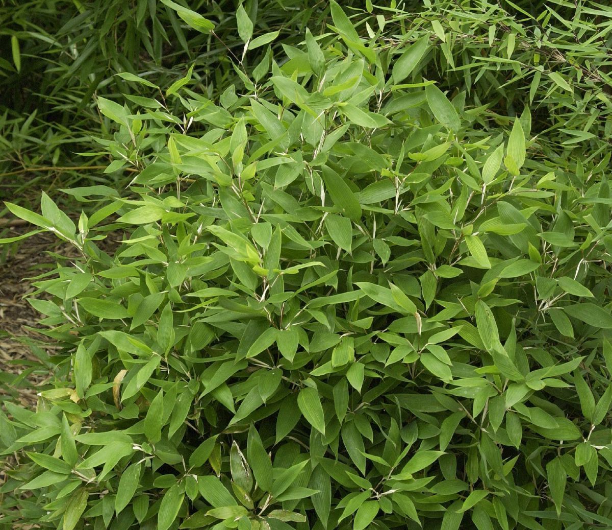 Bambus, Shibataea kumasaca | Hauenstein AG