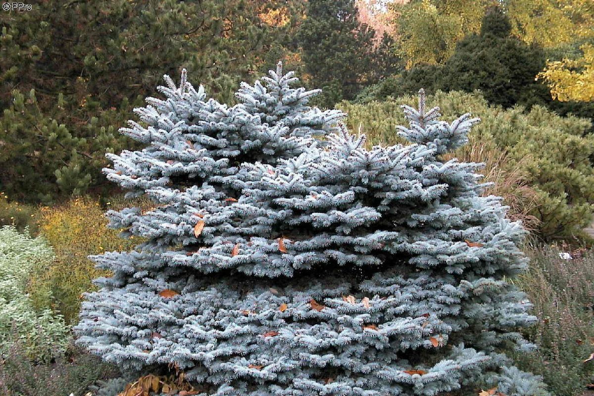 Fichte, Zwergige Blautanne Glauca Globosa Fichte, Zwergige Blautanne Glauca Globosa