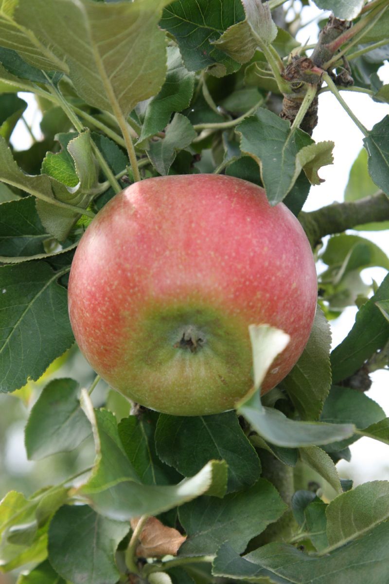 Rhapsodie® Apfel Säulenapfel (anspruchslos, schorfresistent)