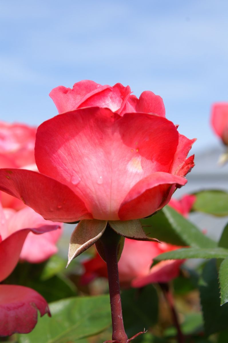 Pink Panther® Edelrose (Teehybride, anspruchslos) Pink Panther® Edelrose (Teehybride, anspruchslos)