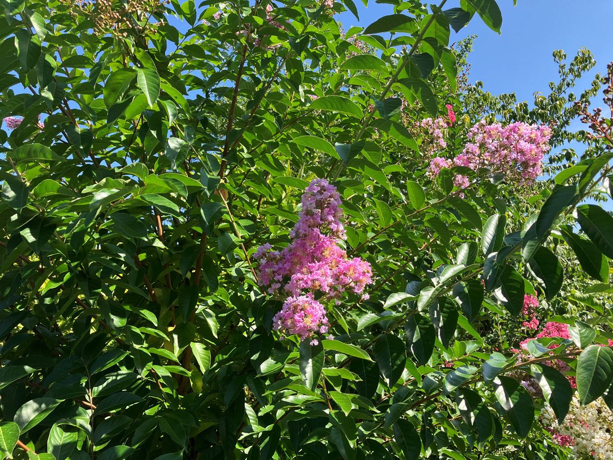 Kräuselmyrte Delta Blush