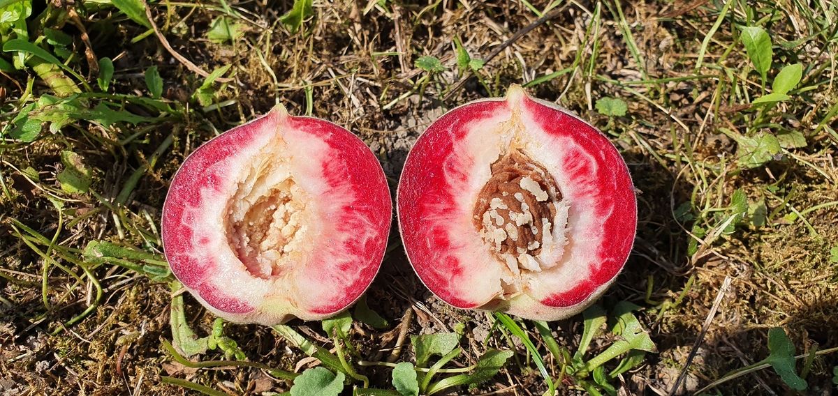 Weinbergpfirsich Typ Wil