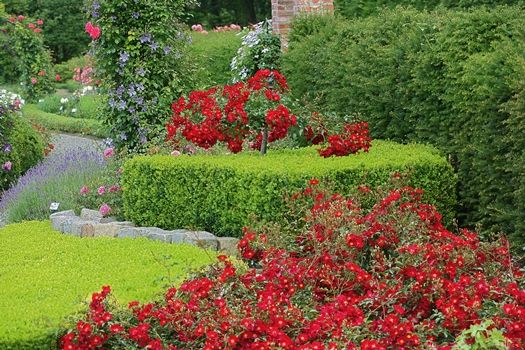 Alcantara® Boden- und flächendeckende Rose (anspruchslos) Alcantara® Boden- und flächendeckende Rose (anspruchslos)