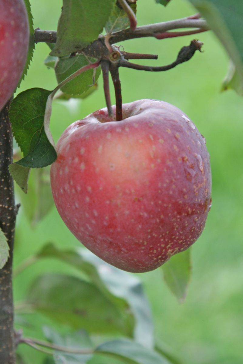 Pixi ROSSO Apfel Pixi ROSSO Apfel