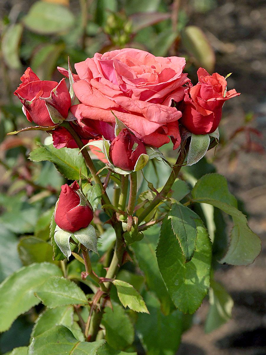 Duftwolke® Edelrose (Teehybride, sehr starker Duft)