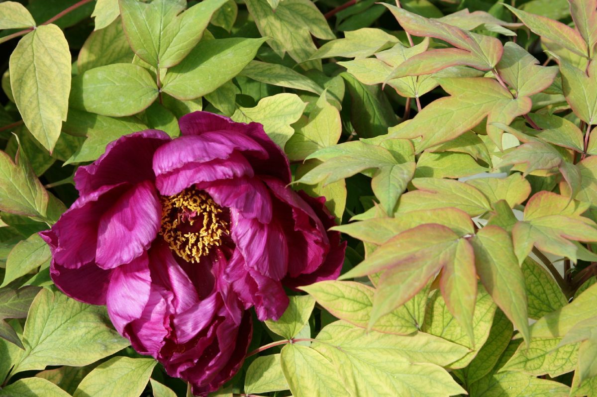 Baumpfingstrose Shimadaijn