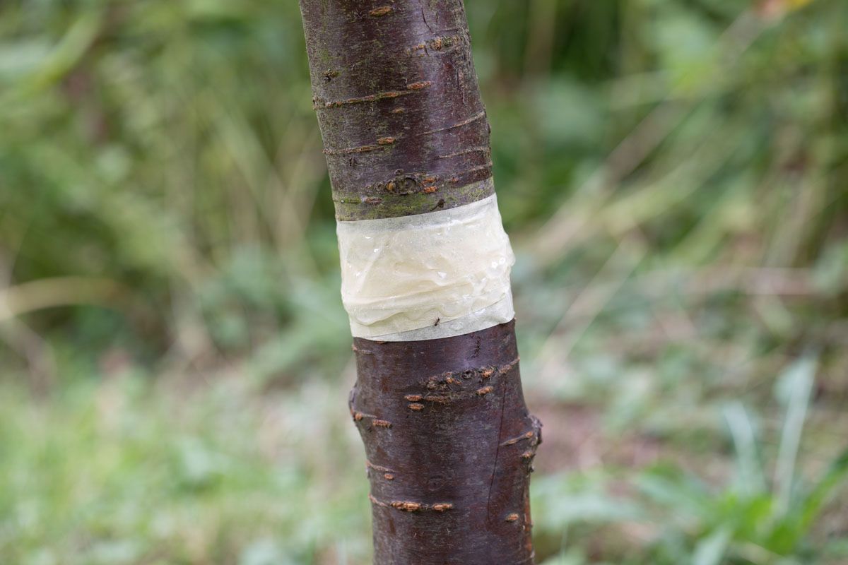 Tangle-Trap Ameisenbarriere Insektenleim