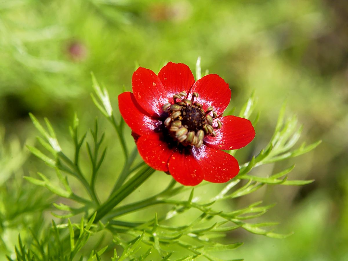 Sommerblutströpfchen