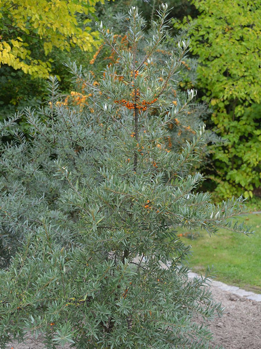 Sanddorn Friesdorfer Orange (weiblich)