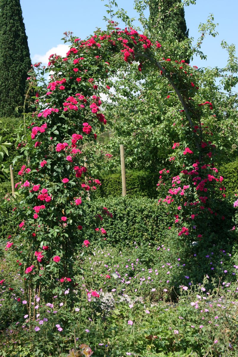 Chevy Chase(R) Kletterrose (Rambler, anspruchslos)