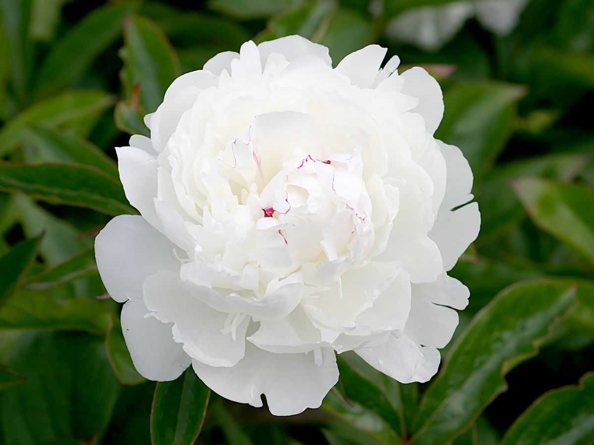 Pfingstrose Festiva Maxima