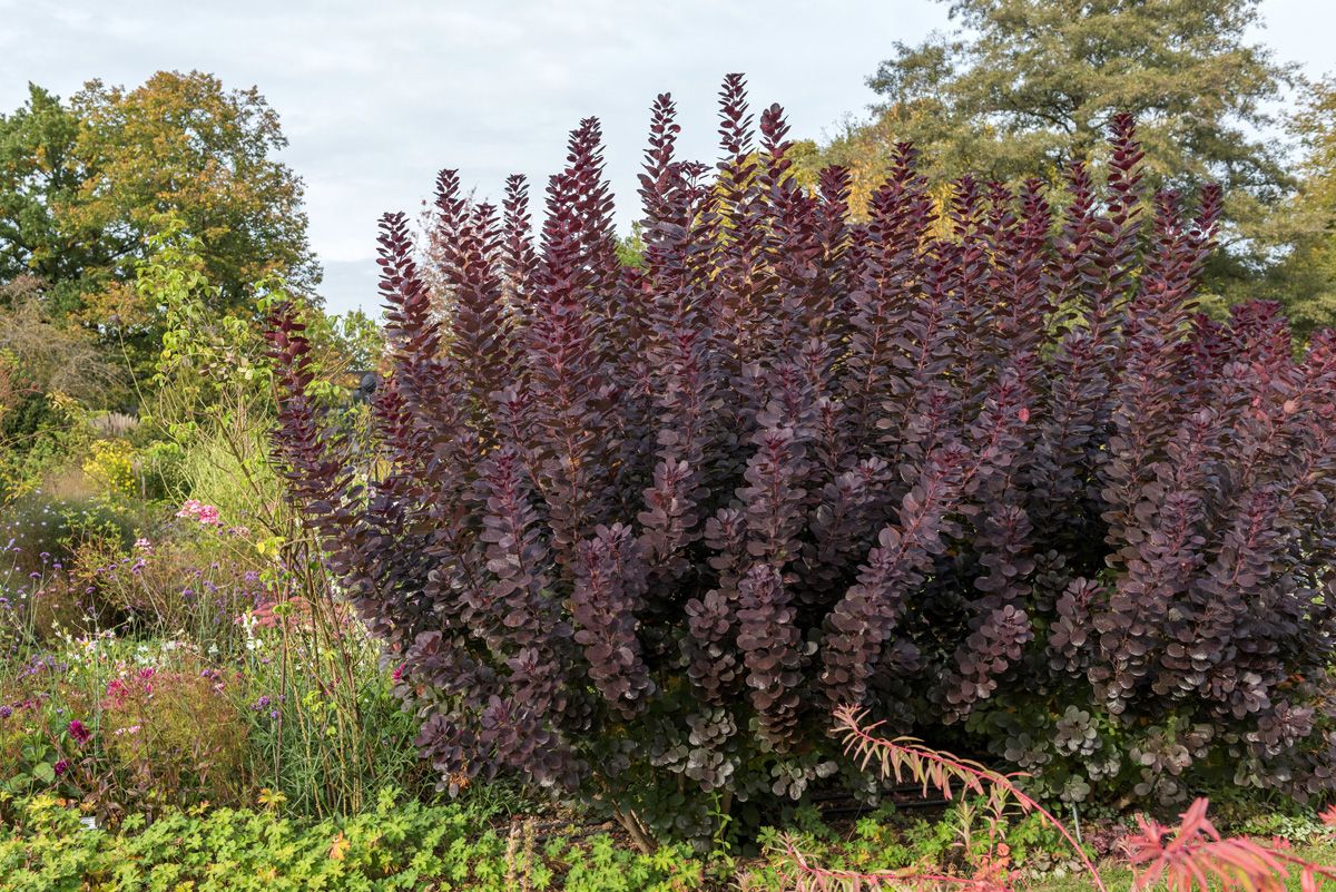 Rotblättriger Perückenstrauch Royal Purple