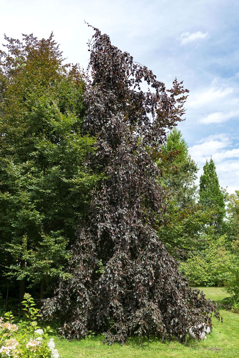Hängeblutbuche