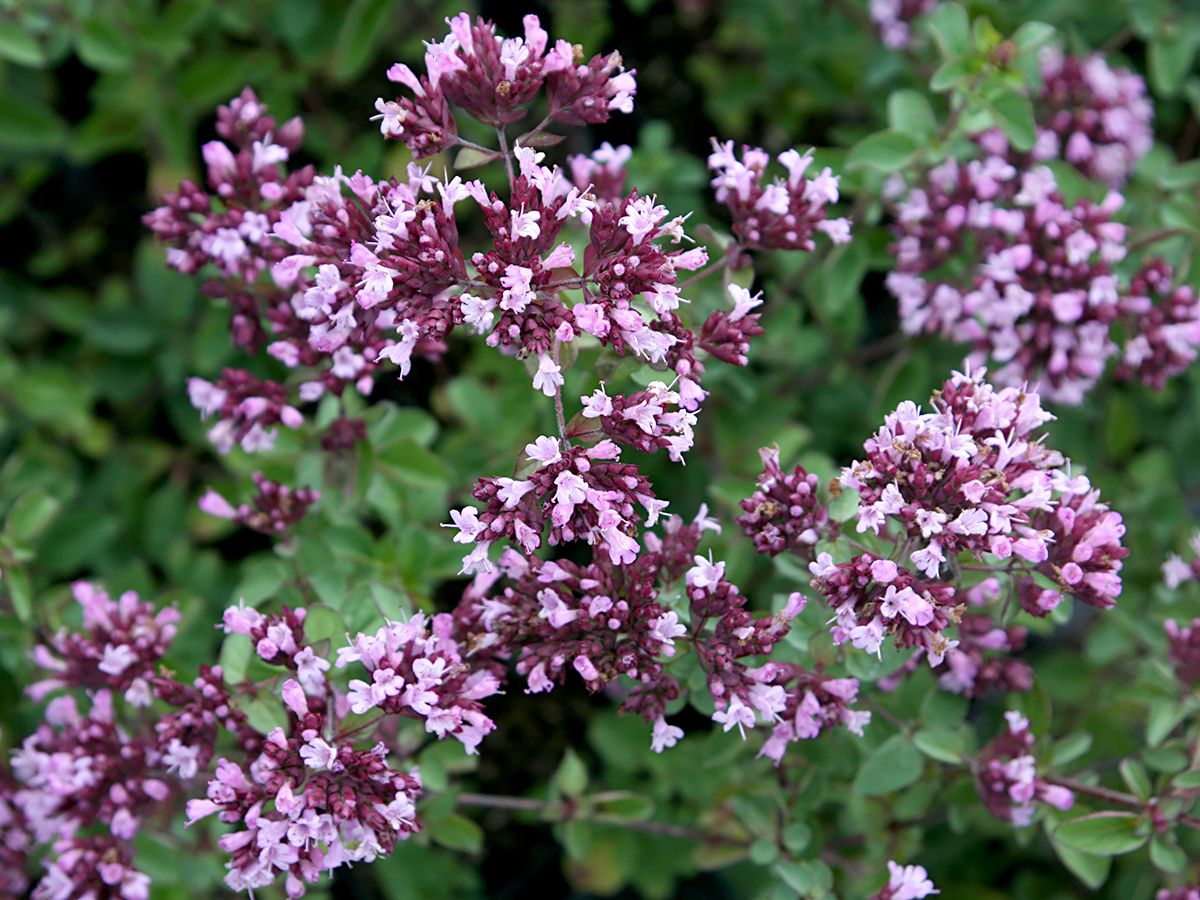 Dost Rosenkuppel, Origanum Rosenkuppel | Hauenstein AG Dost Rosenkuppel, Origanum Rosenkuppel | Hauenstein AG