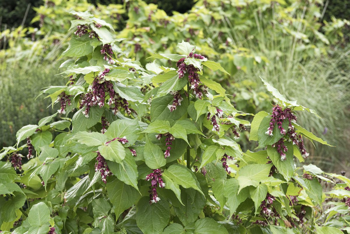 Buntdachblume