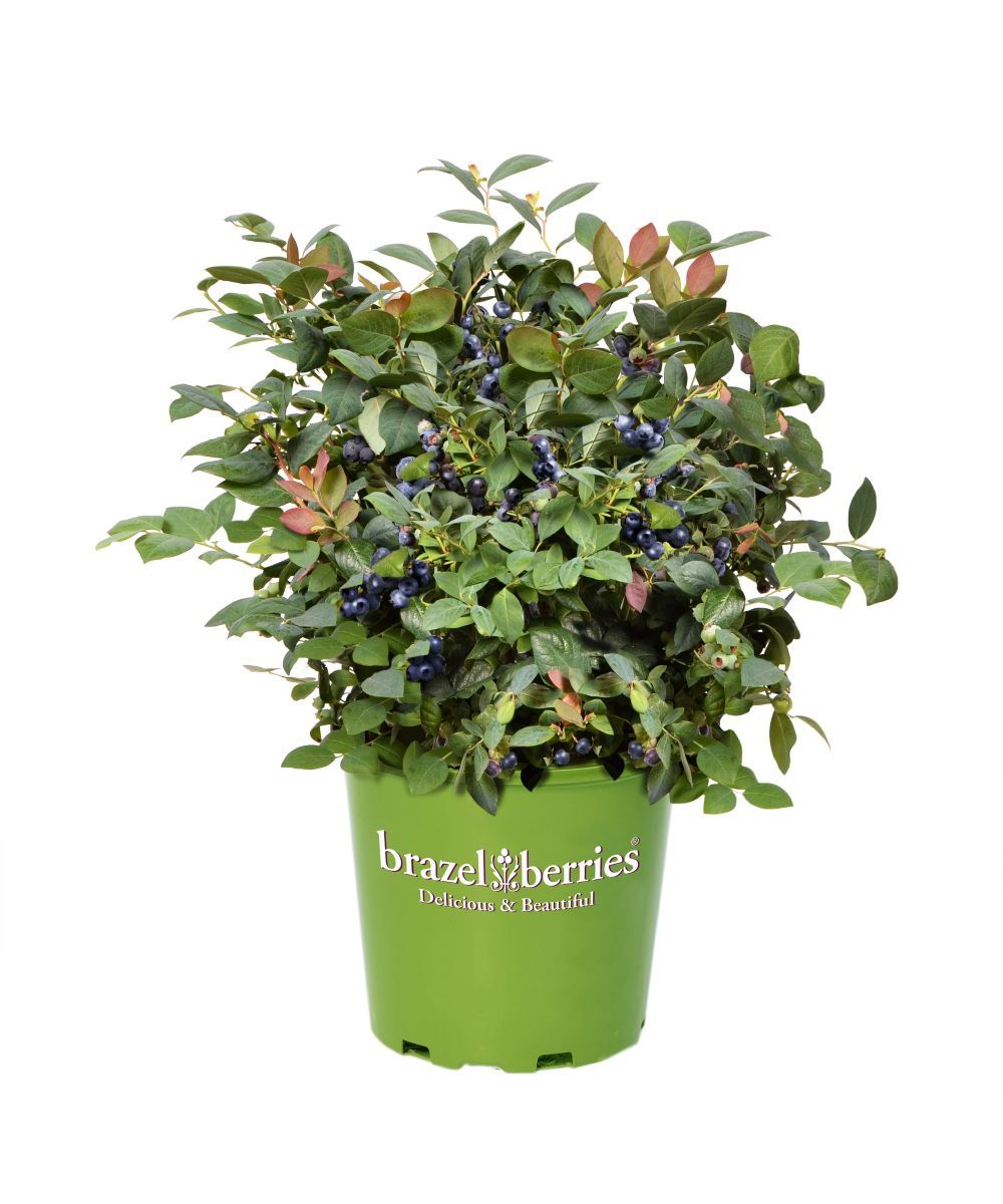 Pink Breeze Zwergheidelbeere, Brazelberry(R)