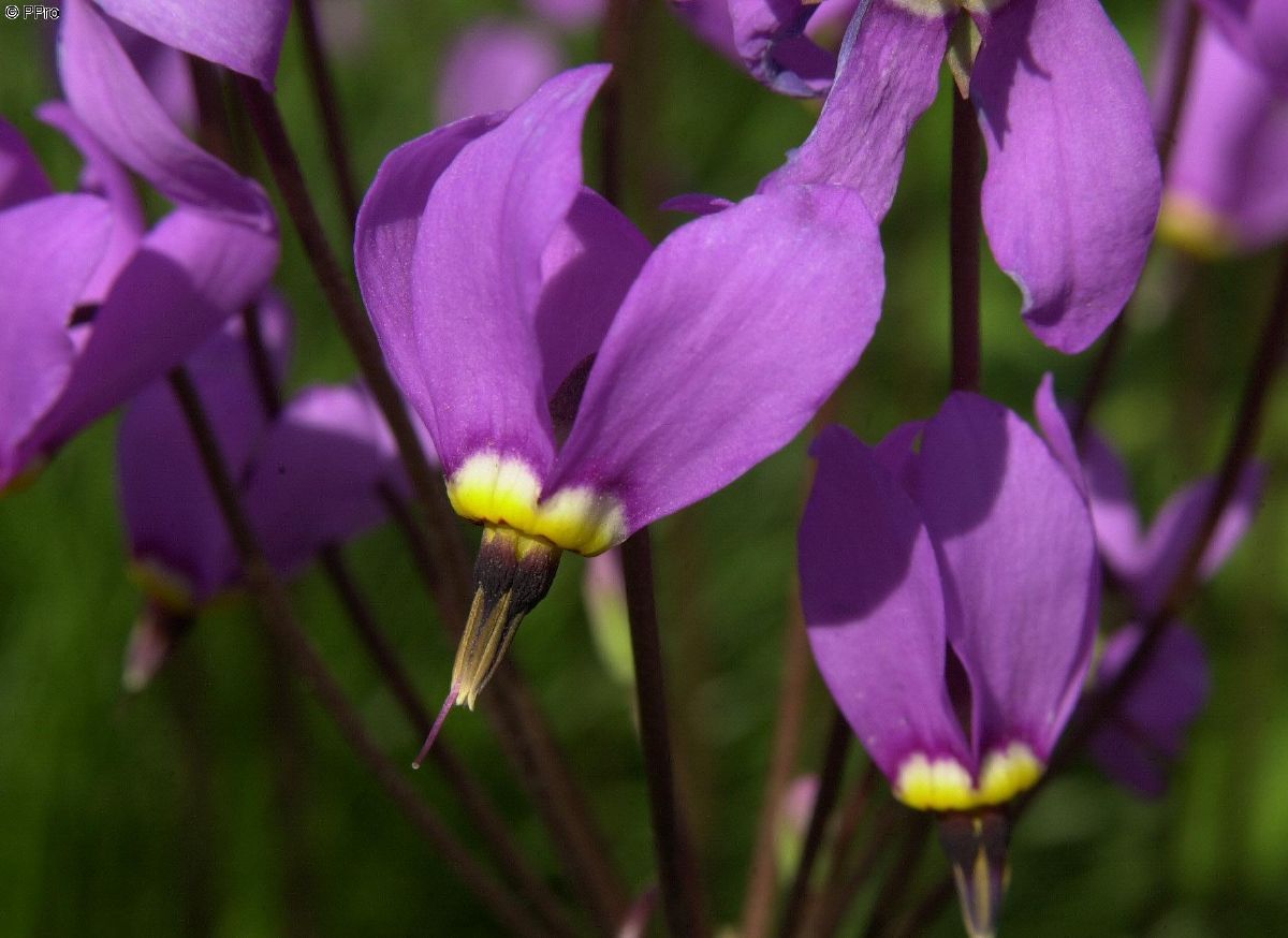 Götterblume