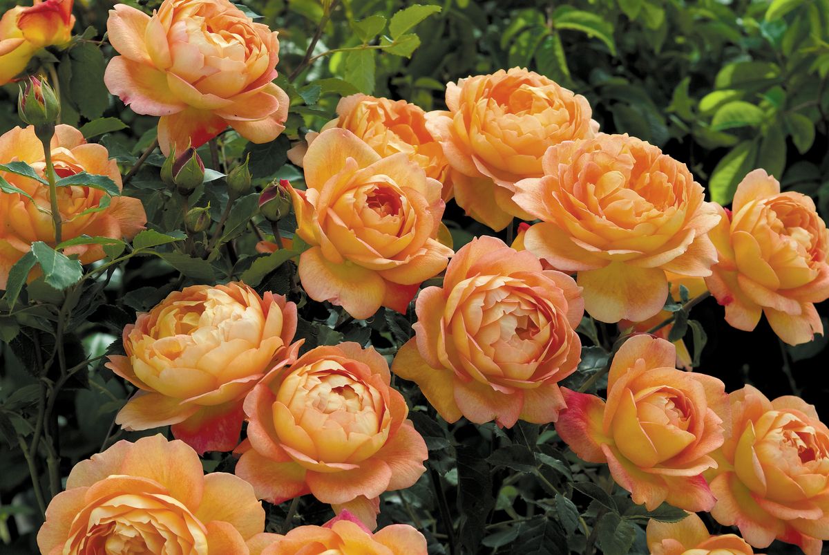 Rose Lady of Shalott® Englische Strauchrose