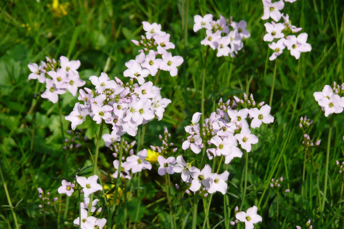 Wiesenschaumkraut, Pfingstblume, Kälberkes Wiesenschaumkraut, Pfingstblume, Kälberkes