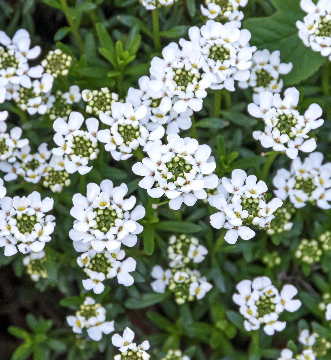 Schleifenblume Schneeflocke Schleifenblume Schneeflocke