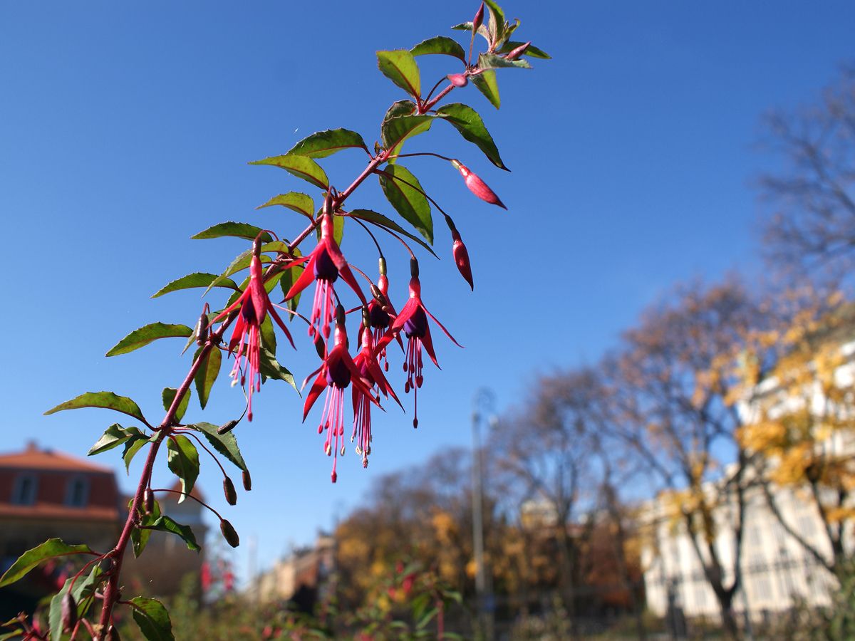 Freiland-Fuchsie Gracilis Freiland-Fuchsie Gracilis
