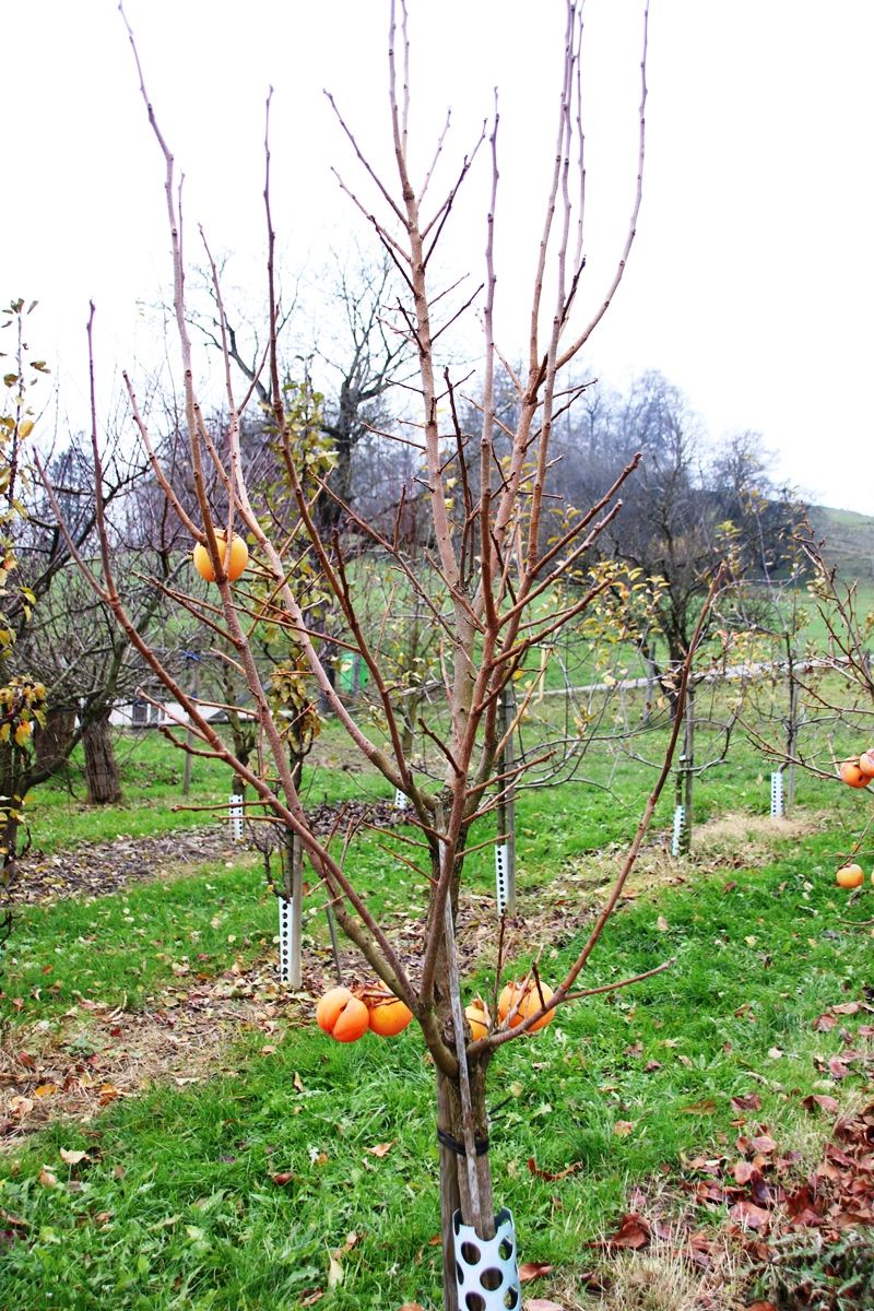 Kaki Rojo Brillante Kaki Rojo Brillante